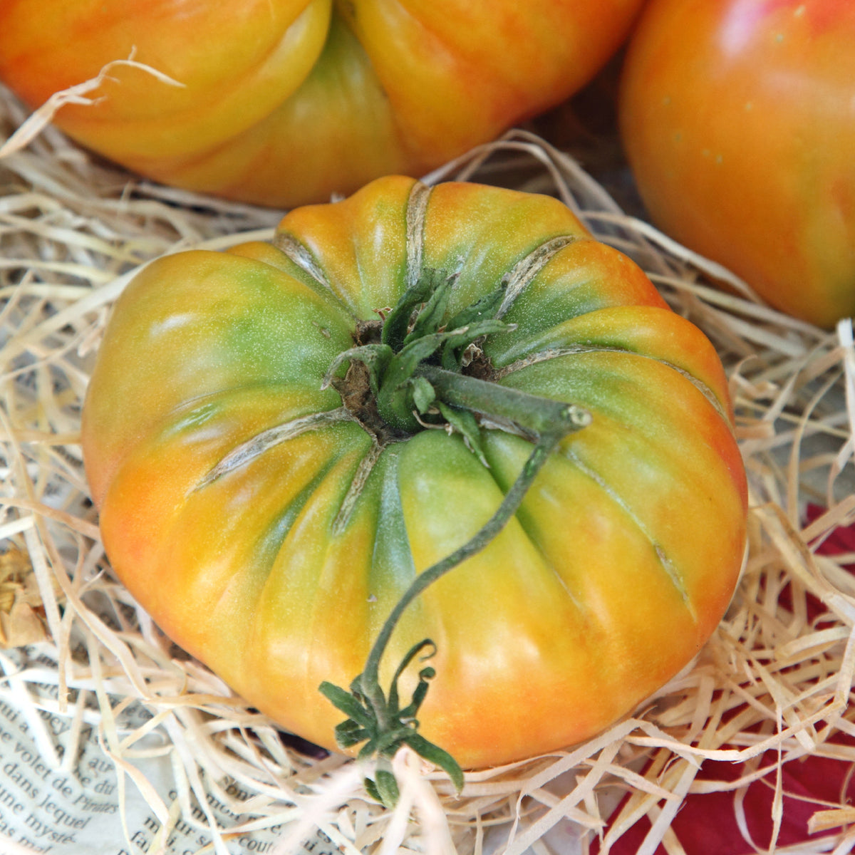 Ananastomaat - Solanum lycopersicum ananas - Bakker