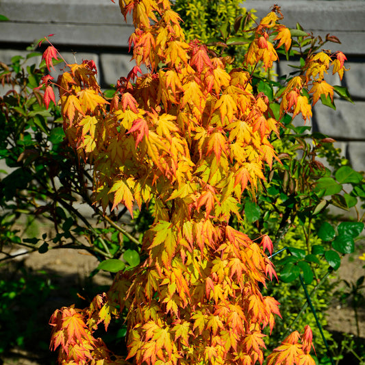 Japanse esdoorn 'Orange Dream' - Bakker