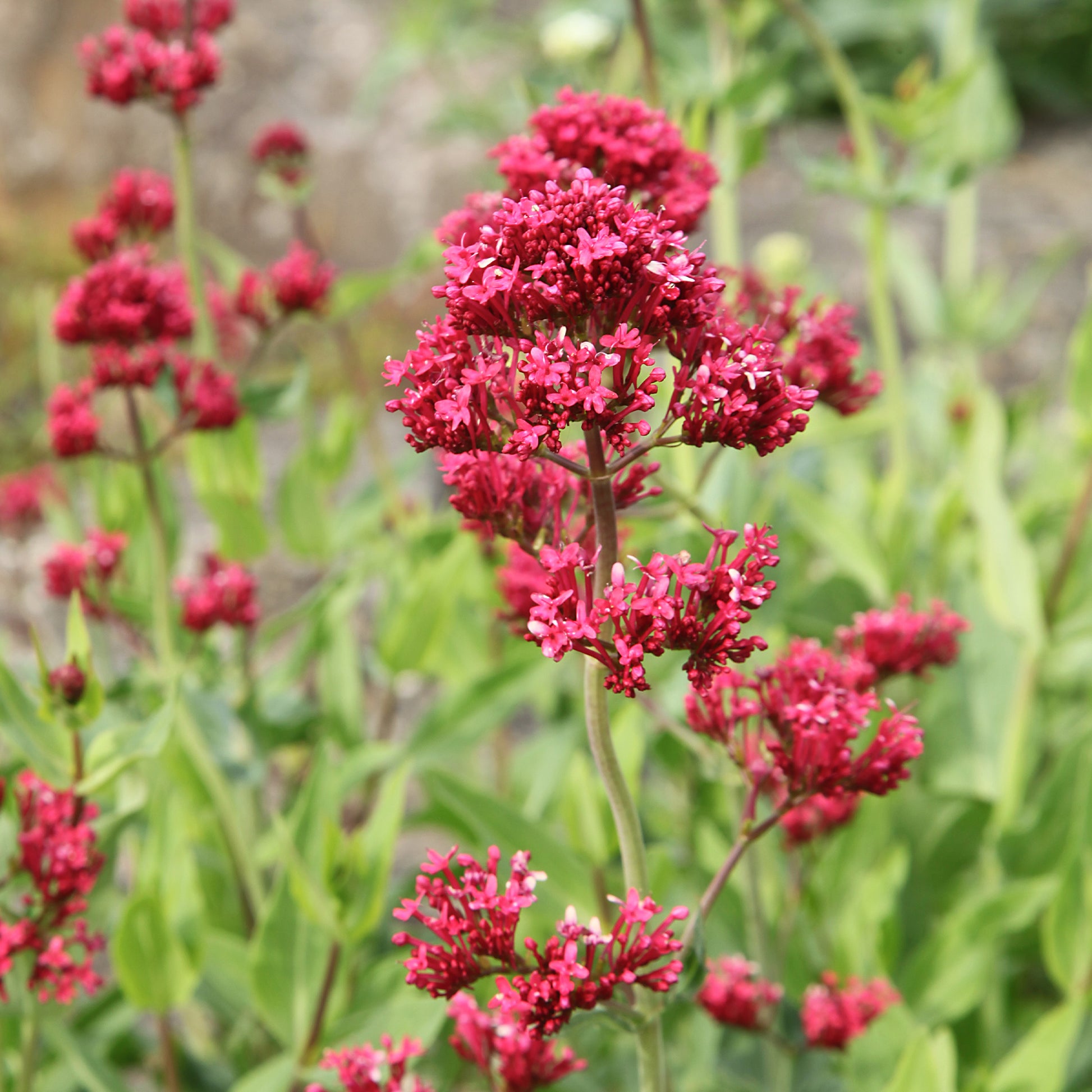 Centranthus ruber coccineus - Spoorbloem - rood - Vaste planten