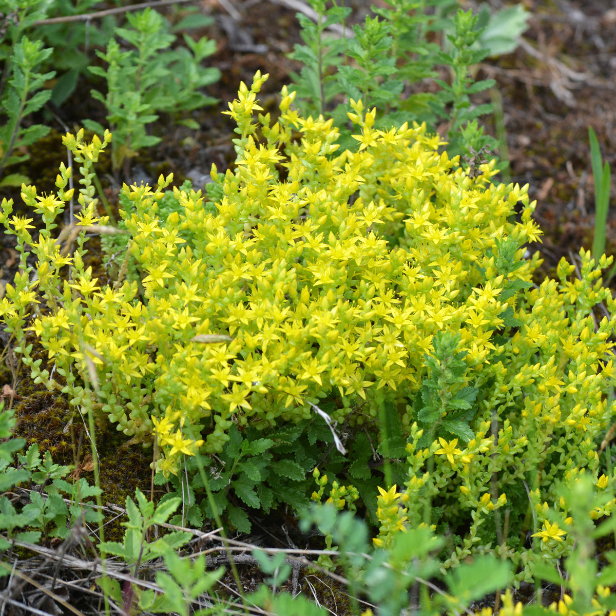 Gele muurpeper (x2) - Sedum acre - Bakker