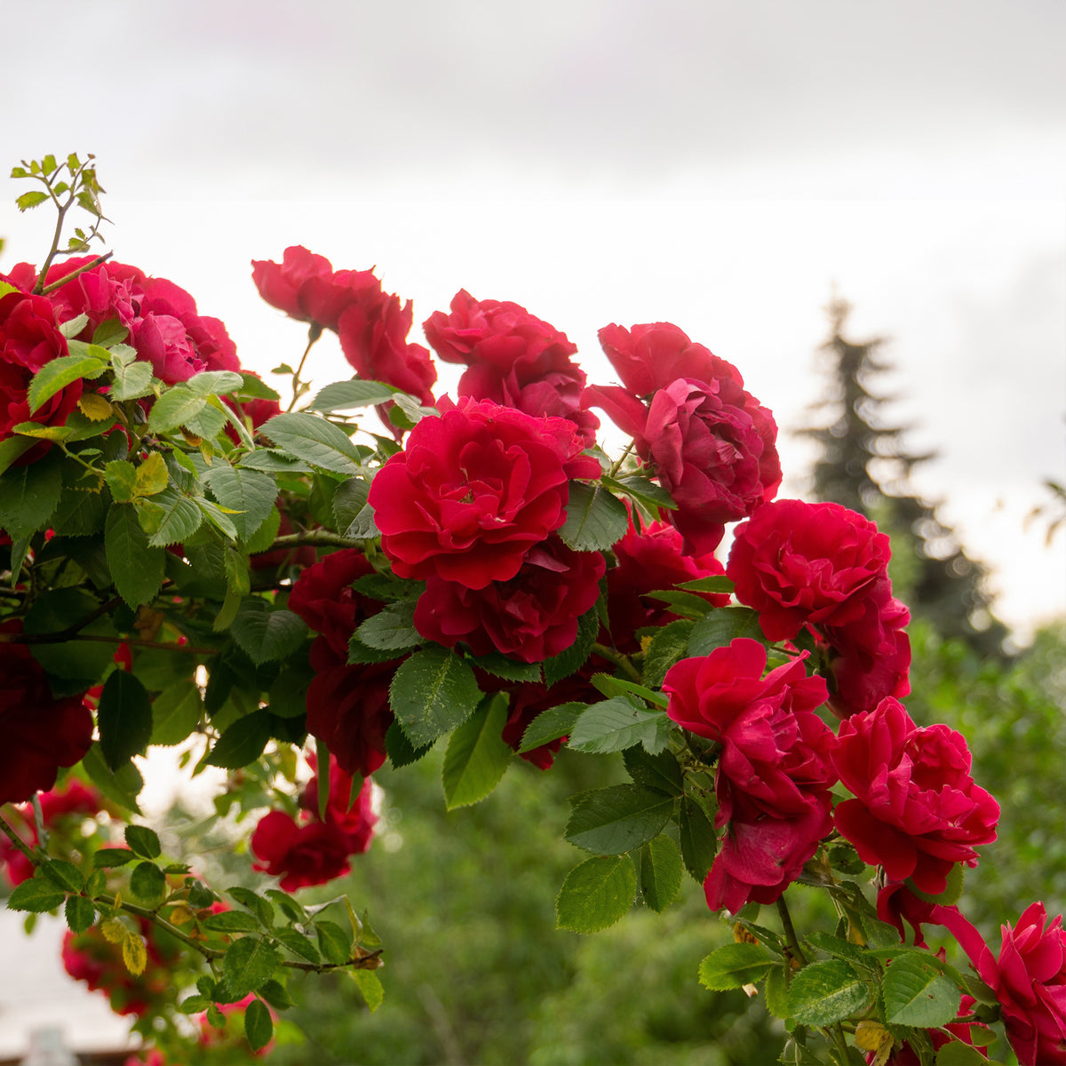 Klimroos - rood - Rosa - Bakker