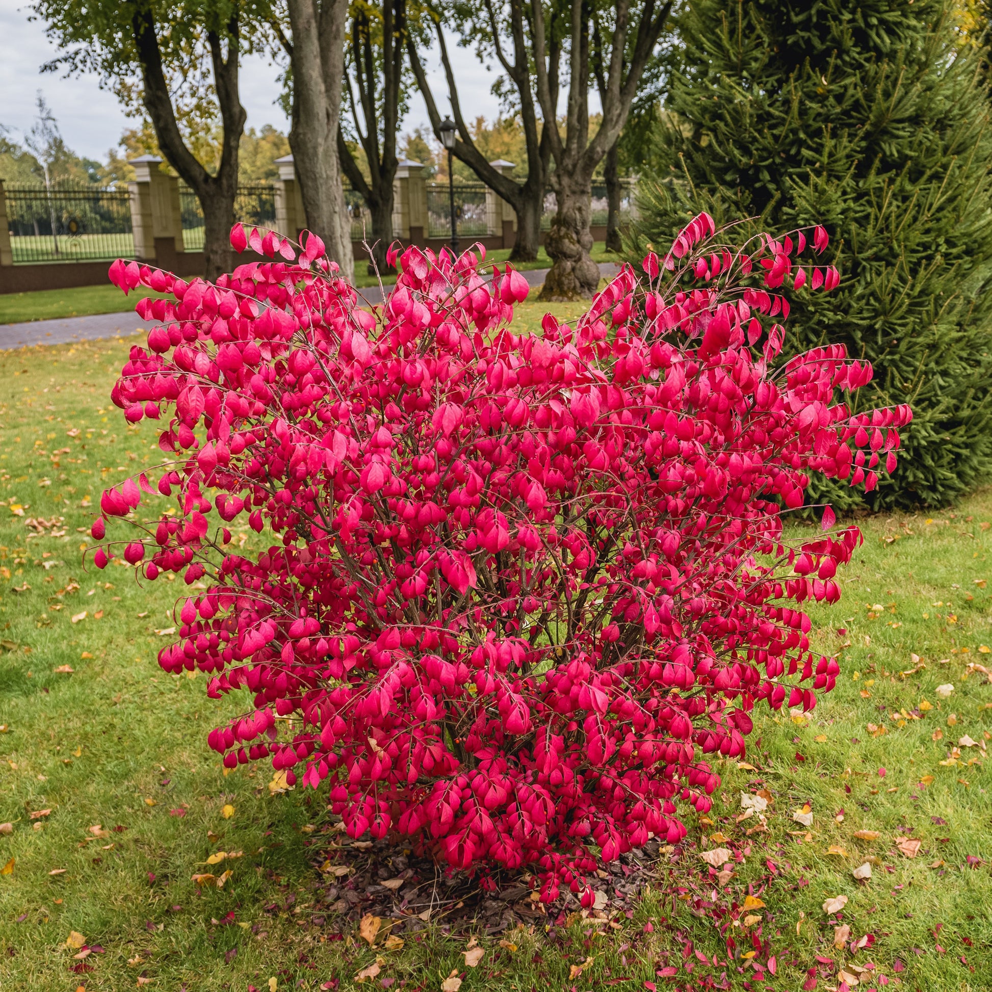 Kardinaalsmuts (Euonymus) | Plantengids Kardinaalsmuts (Euonymus) | Plantengids