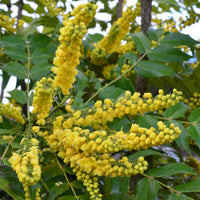 Mahoniestruik 'Charity' - Mahonia media Charity - Bakker