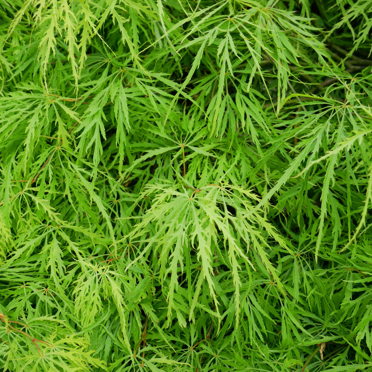 Japanse esdoorn - Japanse esdoorn 'Emerald Lace' - Acer palmatum emerald lace