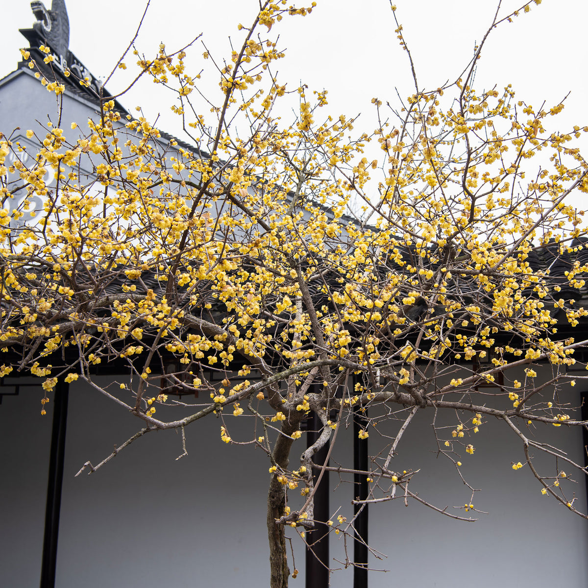 Meloenboompje - Chimonanthus praecox - Bakker