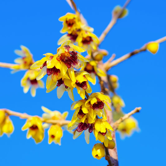 Meloenboompje - Chimonanthus praecox - Tuinplanten