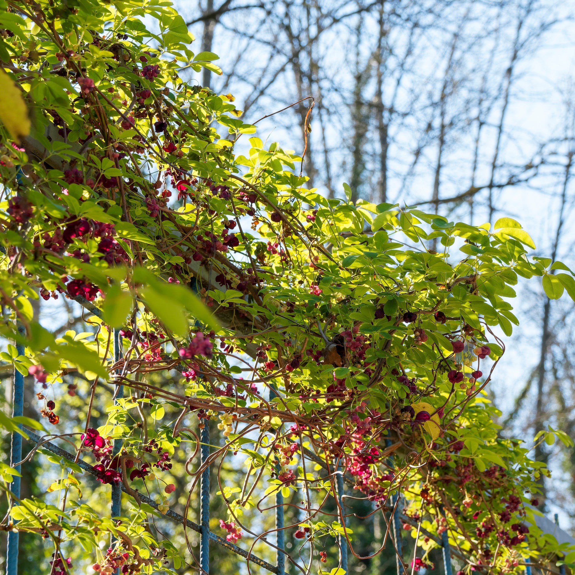 Schijnaugurk - Akebia quinata