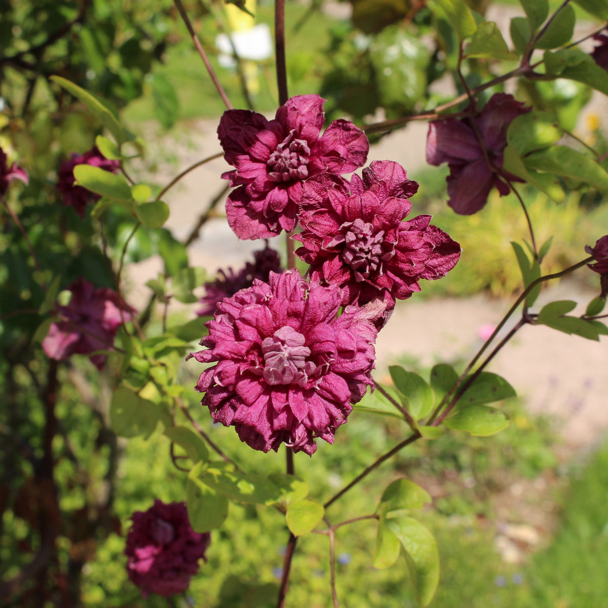 Clematis viticella Purpurea Plena Elegans - Bosrank dubbelbloemig - paars - Clematis