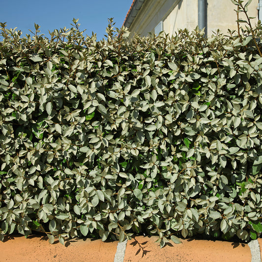 Olijfwilg - Eleagnus ebbingei - Tuinplanten