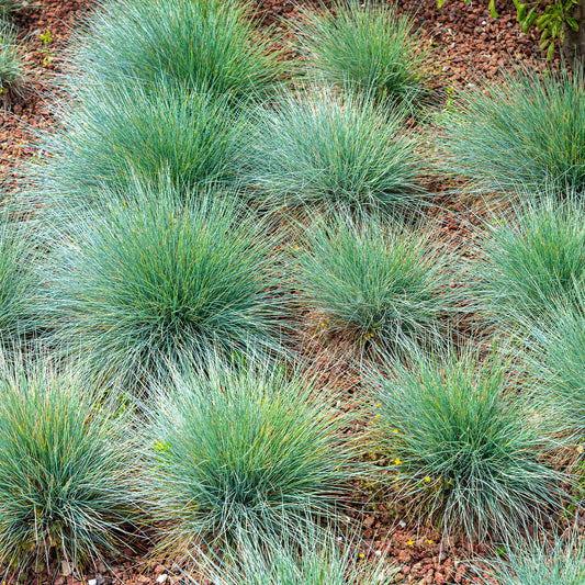 Blauw schapengras - Festuca glauca