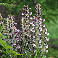 Acanthus mollis, Heliopsis scabra, Aconitum napellus, Phlox paniculata, Hemrocallis Samy Russel,  Lychnis viscaria, Anaphalis triplinervis, Campanula carpatica - Bloeiende vaste planten borderpakket - ca. 2 m² - Vaste planten