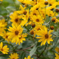 Vaste planten - Bloeiende vaste planten borderpakket - ca. 2 m² - Acanthus mollis, Heliopsis scabra, Aconitum napellus, Phlox paniculata, Hemrocallis Samy Russel,  Lychnis viscaria, Anaphalis triplinervis, Campanula carpatica