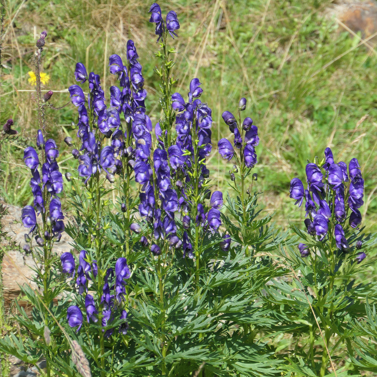 Verkoop Bloeiende vaste planten borderpakket - ca. 2 m² - Acanthus mollis, Heliopsis scabra, Aconitum napellus, Phlox paniculata, Hemrocallis Samy Russel,  Lychnis viscaria, Anaphalis triplinervis, Campanula carpatica