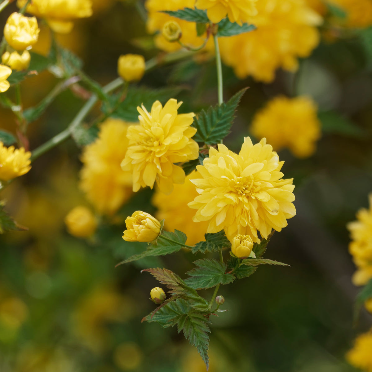 Verkoop Ranonkelstruik - Kerria japonica pleniflora