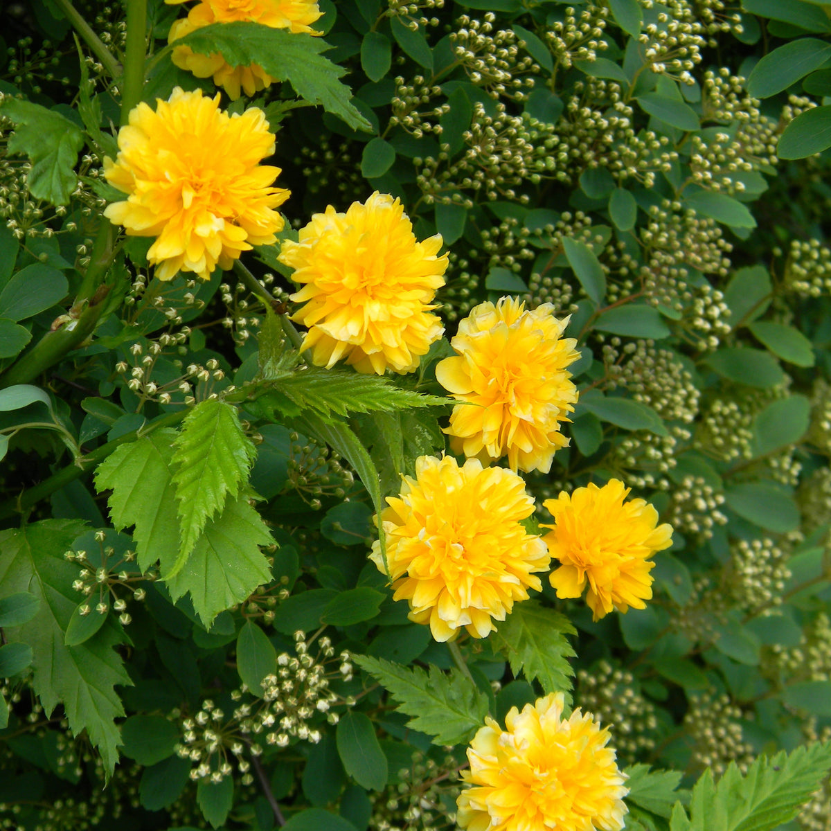 Bloeiende heesters - Ranonkelstruik - Kerria japonica pleniflora