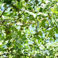 Verkoop Amberboom Woodland Honeysuckle Serotina - Liquidambar - Amberboom