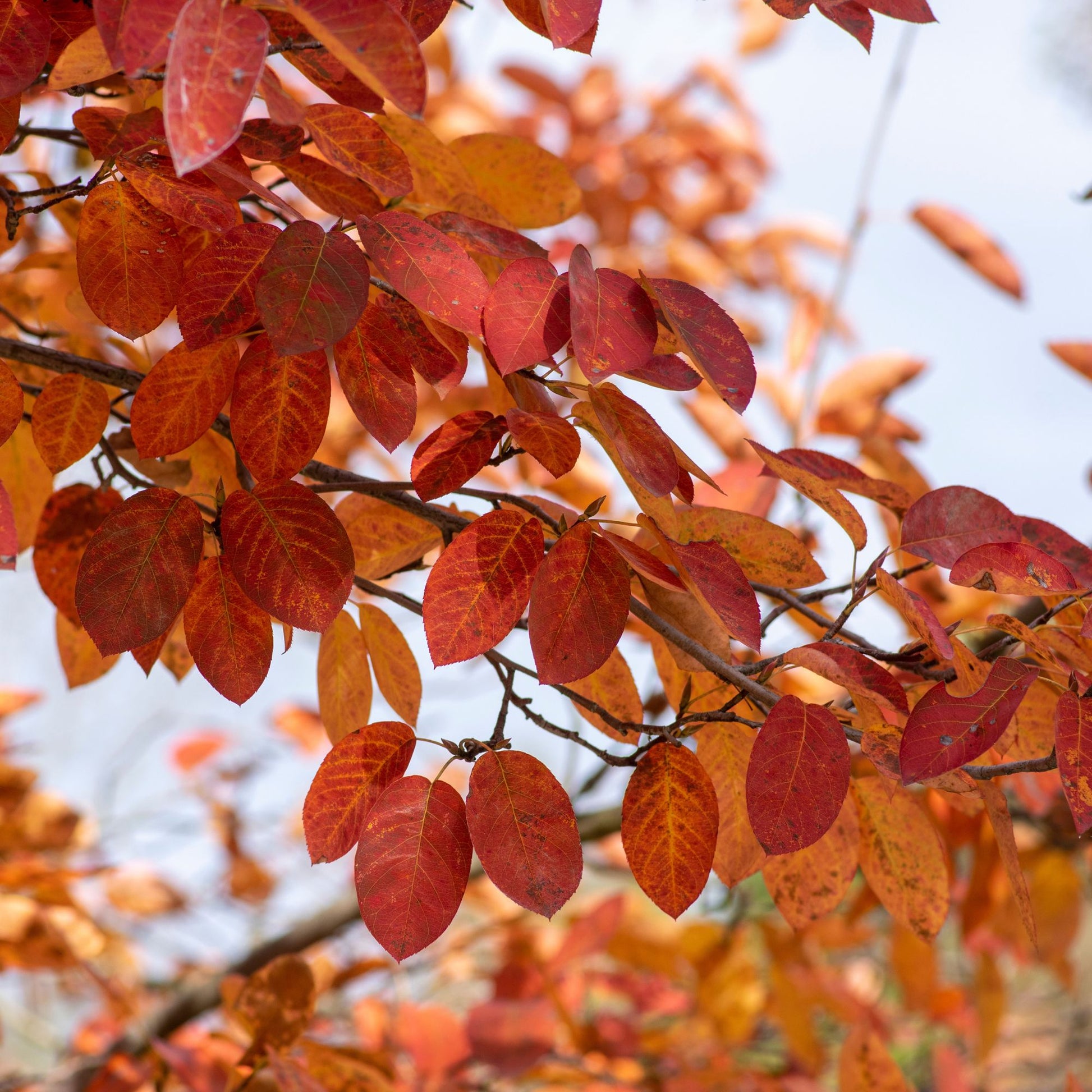 Krentenboom - Amelanchier lamarckii