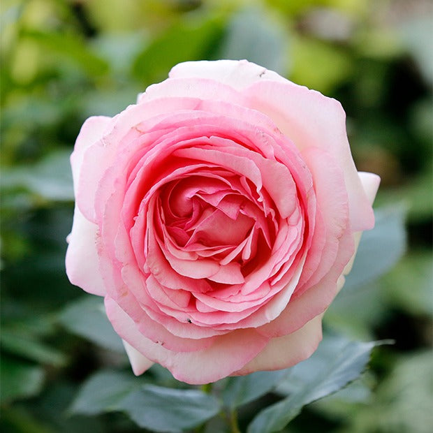 Geurende rozen - Engelse roos Mix 'Her's Ausgreen'® + 'Ausgreens Winne' (x2) - Rosa 'her's ausgreen' ® (ausblush), 'ausgreen's wi