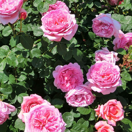 Engelse roos 'Her's Ausgreen'® - Rosa her's ausgreen ® (ausblush) - Rozen
