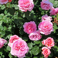 Rozen - Naakte wortels - Collectie Engelse rozen (Fish Ausgreen,Charlie,Her's Ausgreen) (x3) - Rosa(fish ausgreen,charlie ausgreen,her's ausgreen
