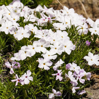 Vlambloem 'Alba' (x3) - Phlox subulata alba - Bakker