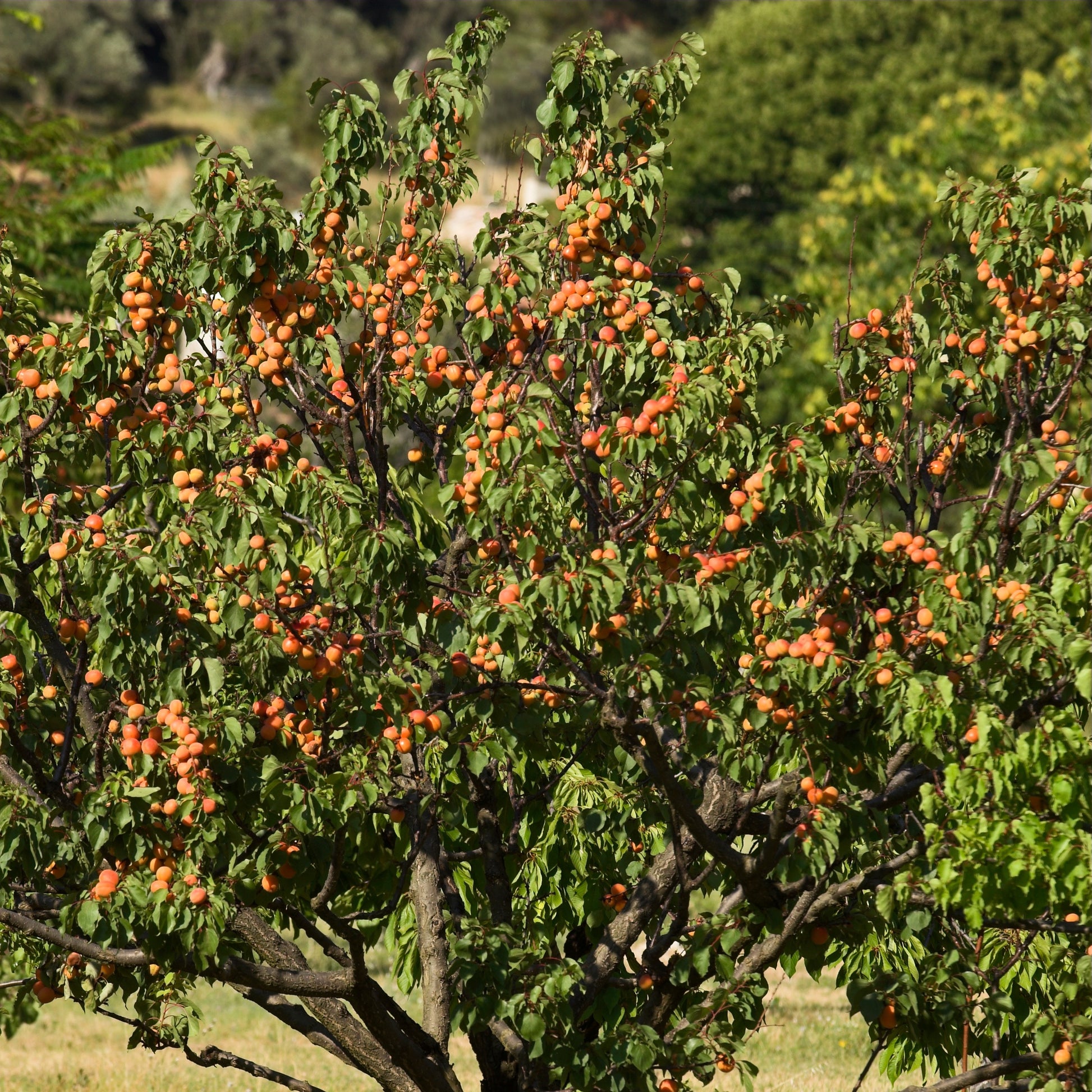 Abrikozenboom 'Bergeron' - Prunus armeniaca Bergeron