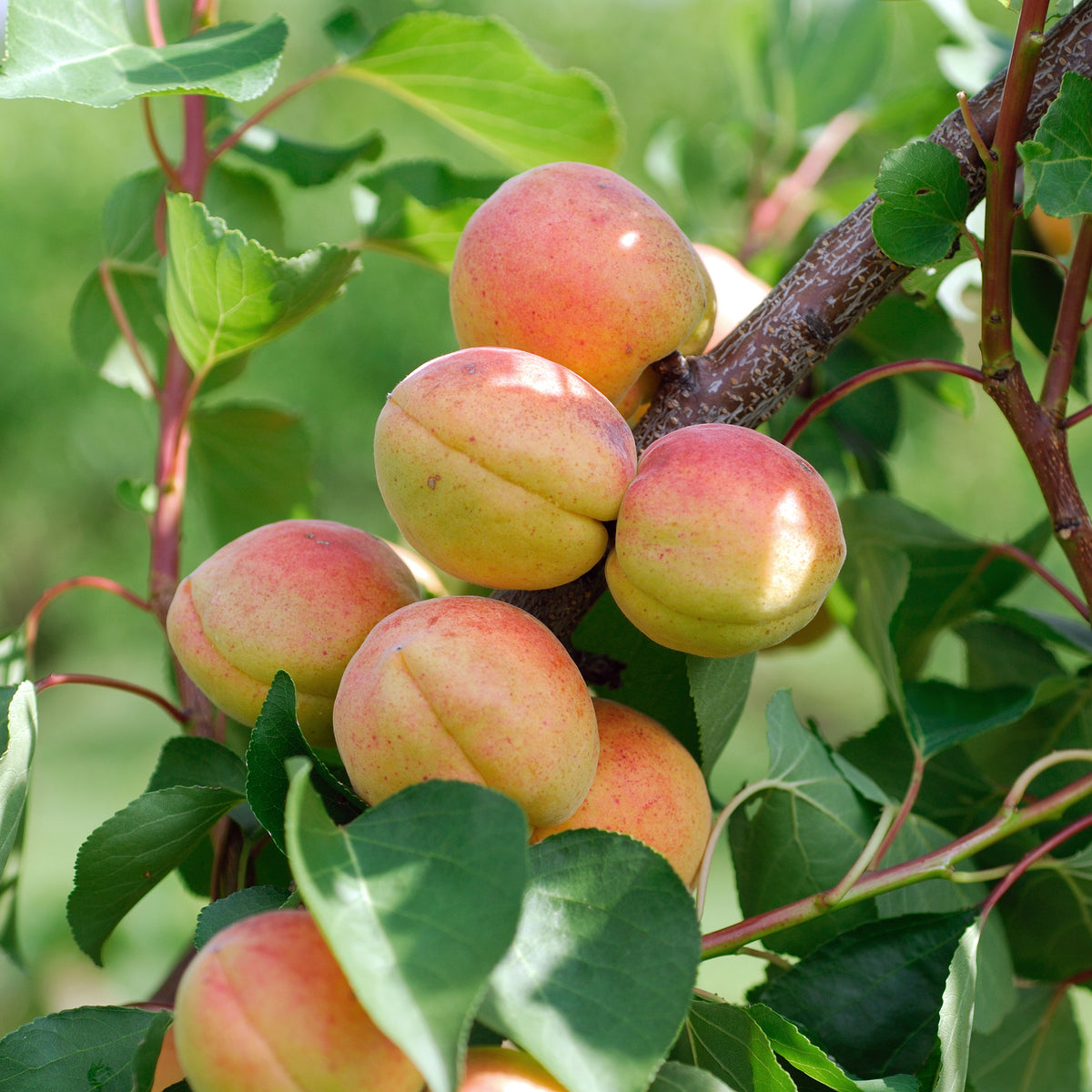 Prunus armeniaca Bergeron - Abrikozenboom 'Bergeron' - Abrikozenbomen