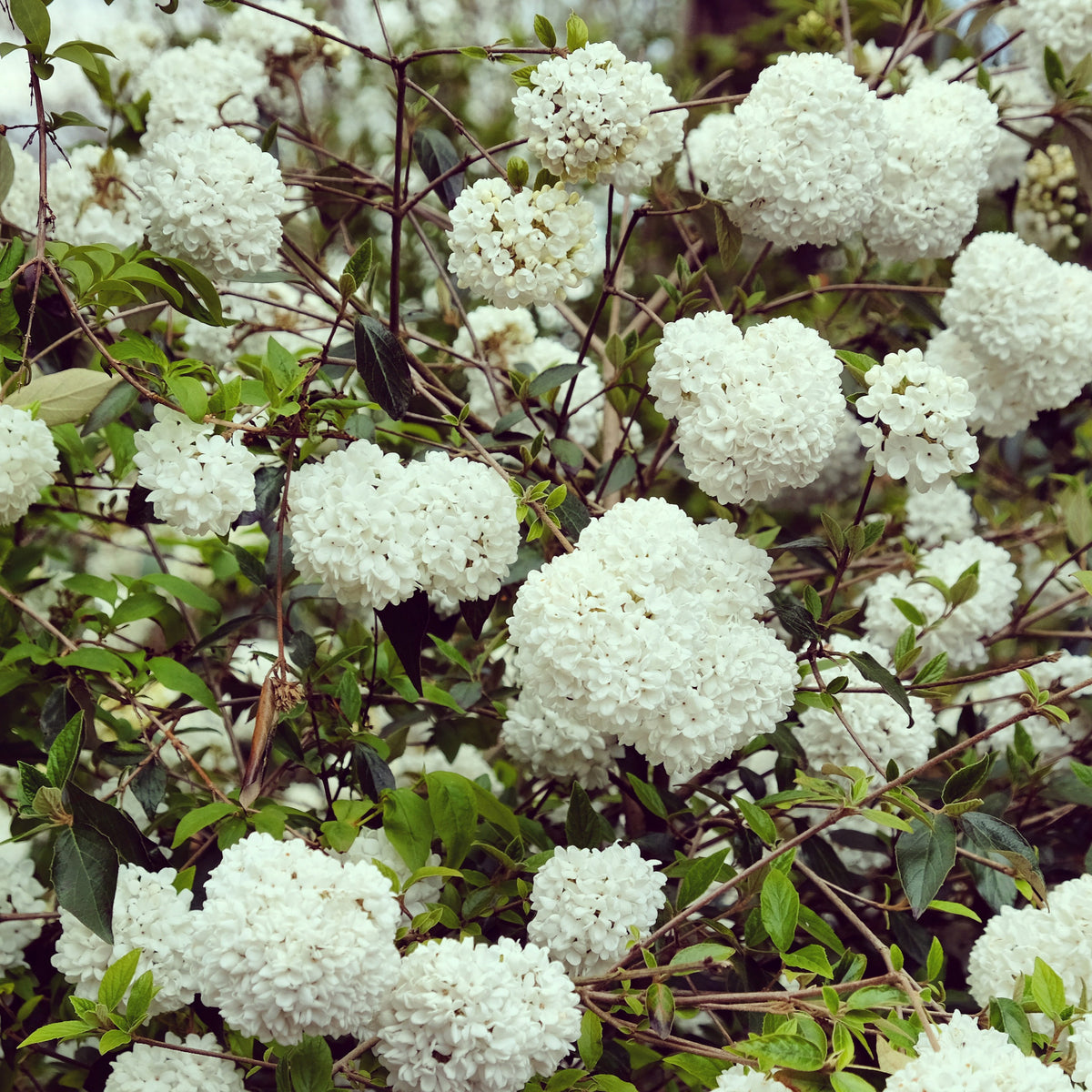 Heesters - Sneeuwbal 'Eskimo' - op stam - Viburnum eskimo