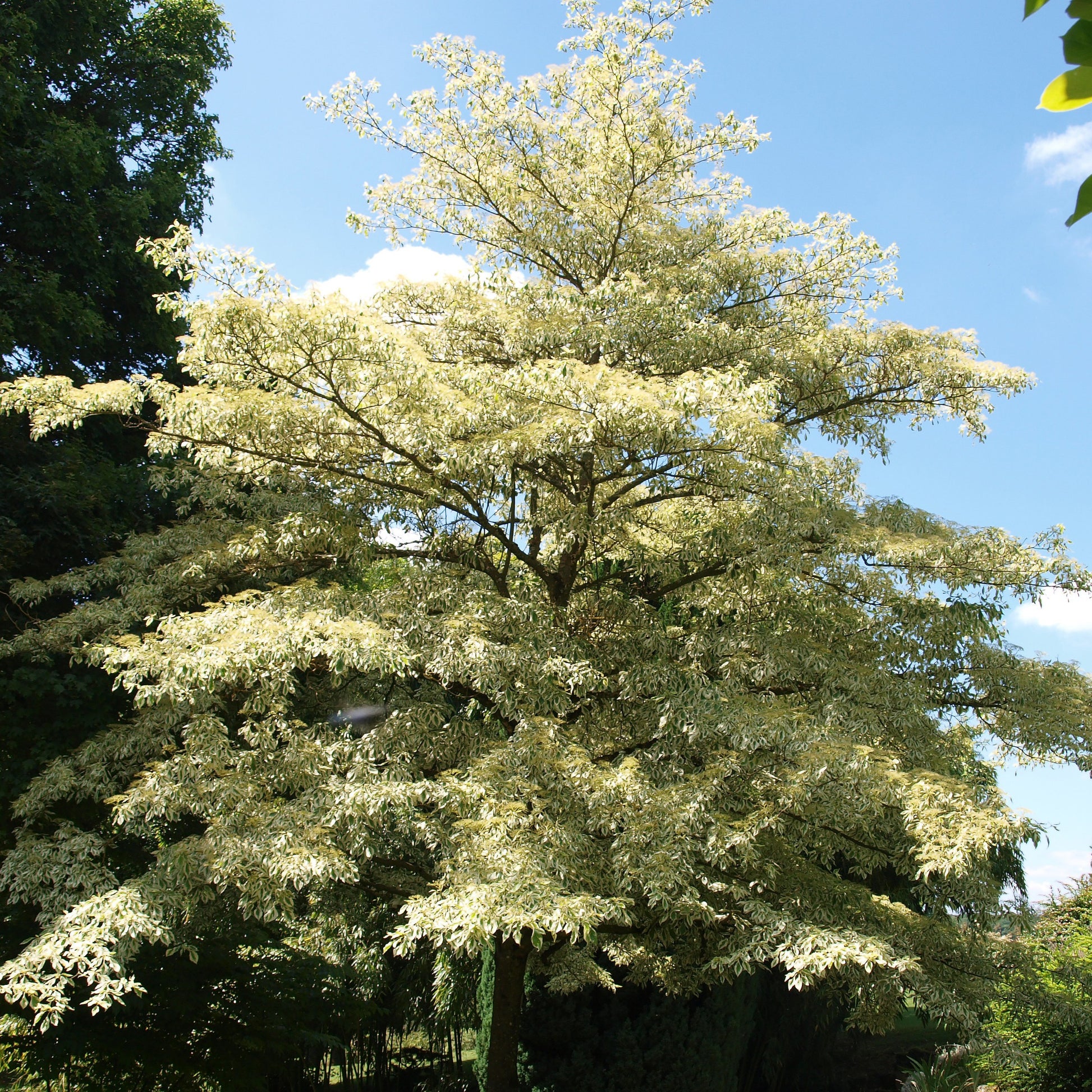 Reuzenkornoelje 'Variegata' - Cornus controversa variegata - Tuinplanten