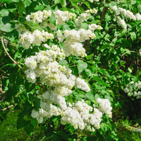 Dubbelbloemige sering - wit - Syringa vulgaris Mme Lemoine - Heesters en vaste planten