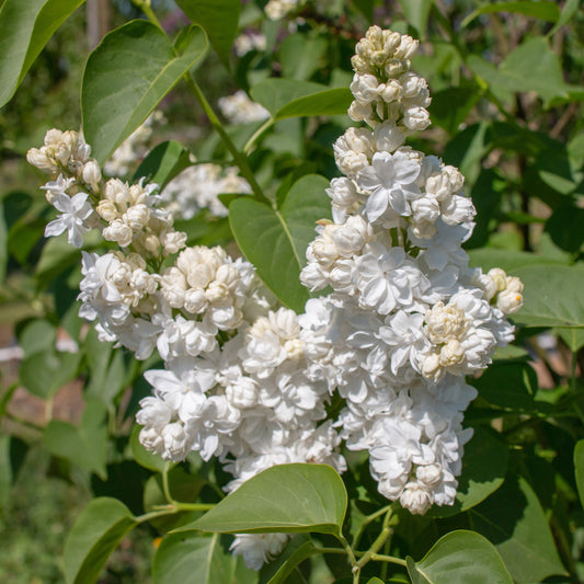 Dubbelbloemige sering - wit - Syringa vulgaris Mme Lemoine - Heesters en vaste planten