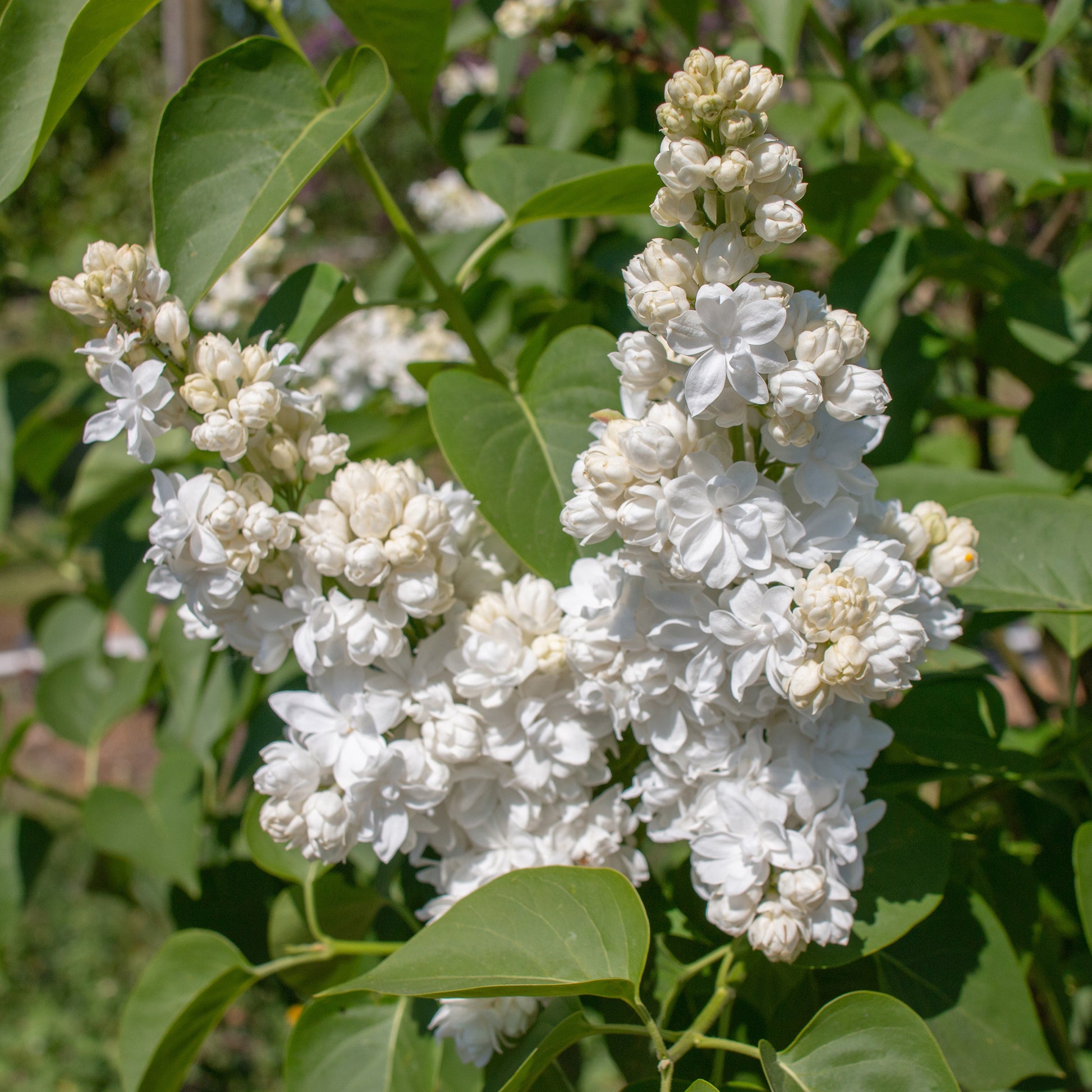 Collectie dubbele seringen: blauw, rood, lila, wit (x4) - Syringa vulgaris - Tuinplanten