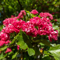 Balkon- en terrasplanten - Meidoorn - Crataegus laevigata paul's scarlet