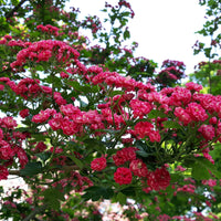 Crataegus laevigata paul's scarlet - Meidoorn - Balkon- en terrasplanten