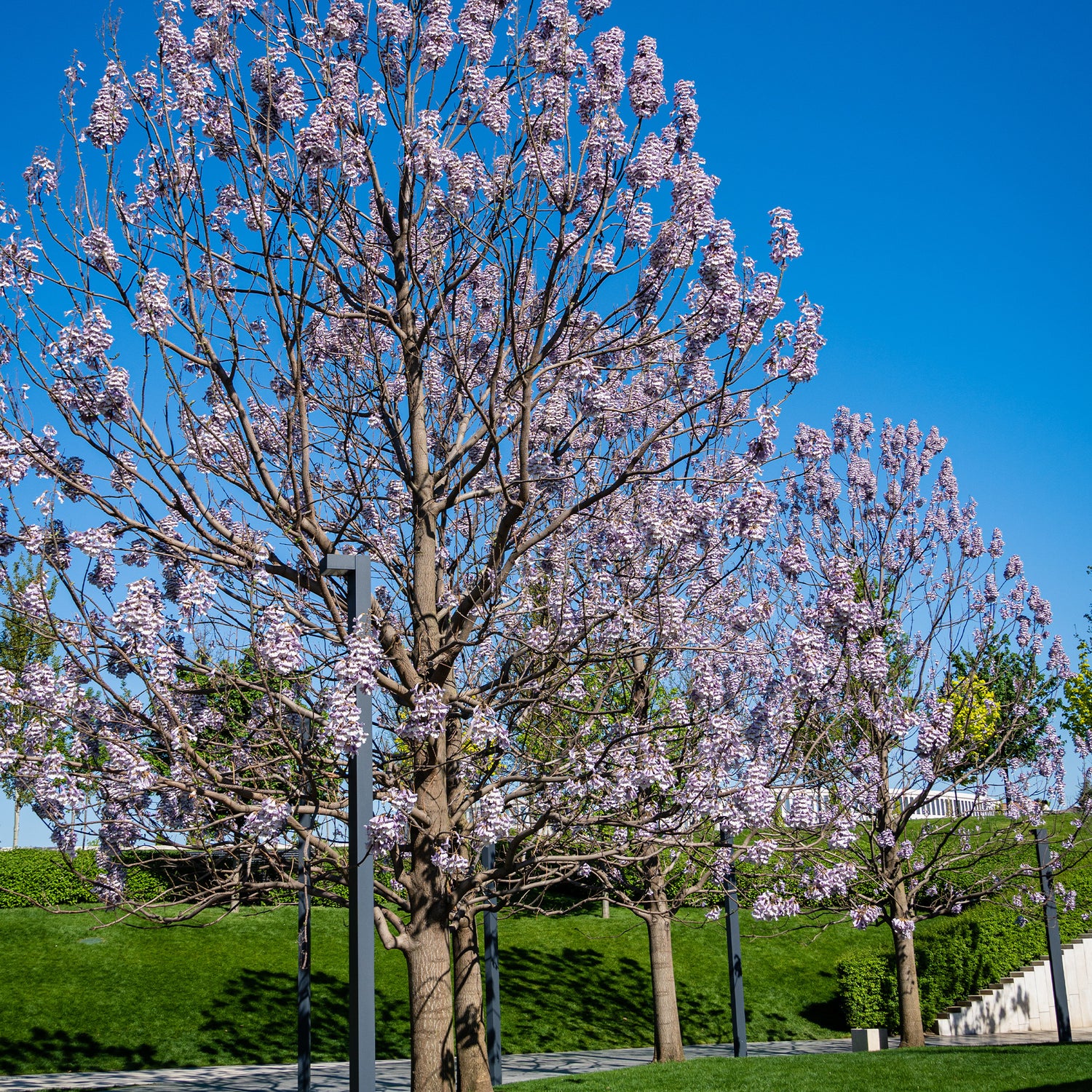 Anna Paulownaboom - Paulownia