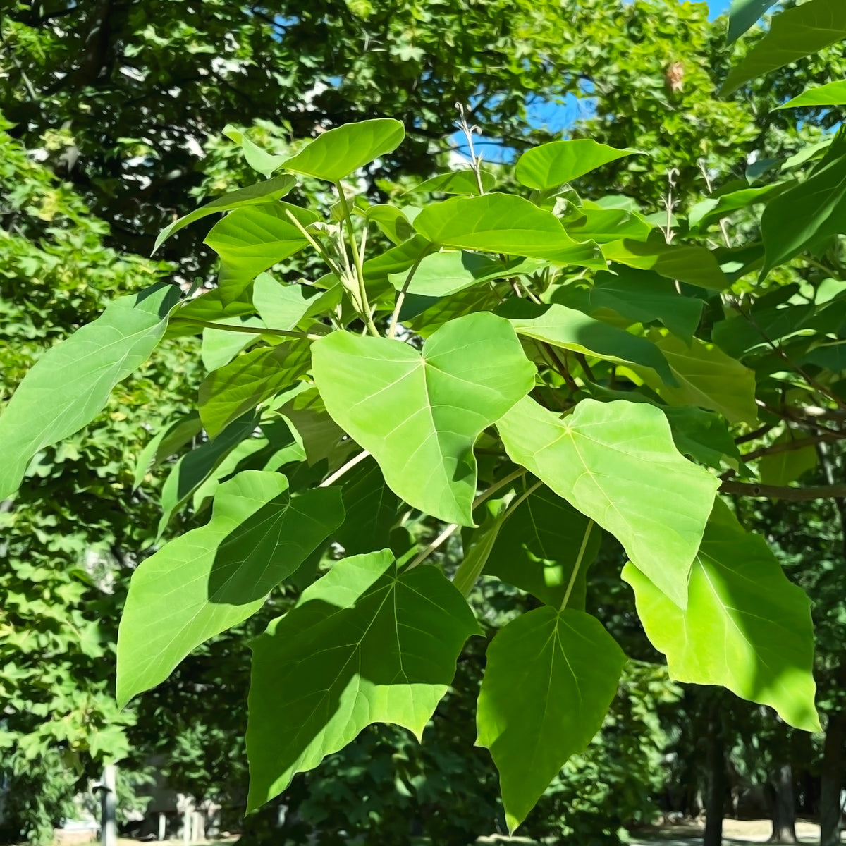 Paulownia - Anna Paulownaboom - Keizerboom - Paulownia tomentosa