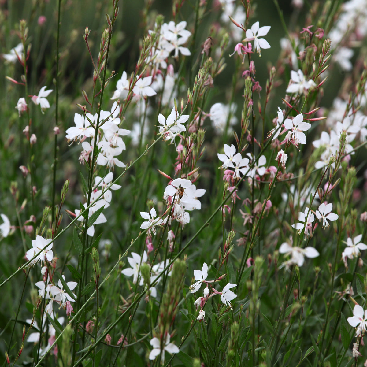 Vaste planten - Collectie vaste planten met uniek blad (x7) - Carex  oshimensis Evergreen, Sedum Blue Pearl, Imperata cylindrica Red Baron, Gaura lindheimeri Whirling Butterflies