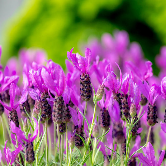 Kuiflavendel 'The Princess ® Lavender' - Lavandula stoechas the princess ® lavender 'ib910- - Tuinplanten