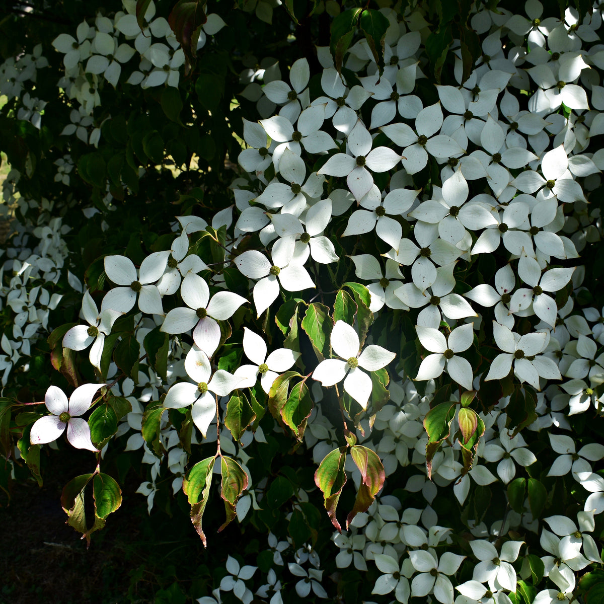 Japanse kornoelje - Cornus kousa - Bakker