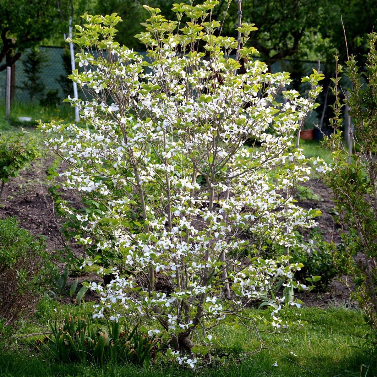 Heesters - Japanse kornoelje - Cornus kousa
