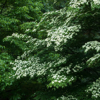 Cornus kousa - Japanse kornoelje - Heesters
