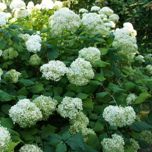 Sneeuwbalhortensia 'Annabelle' - Bakker