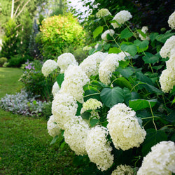 Sneeuwbalhortensia 'Annabelle' - Bakker