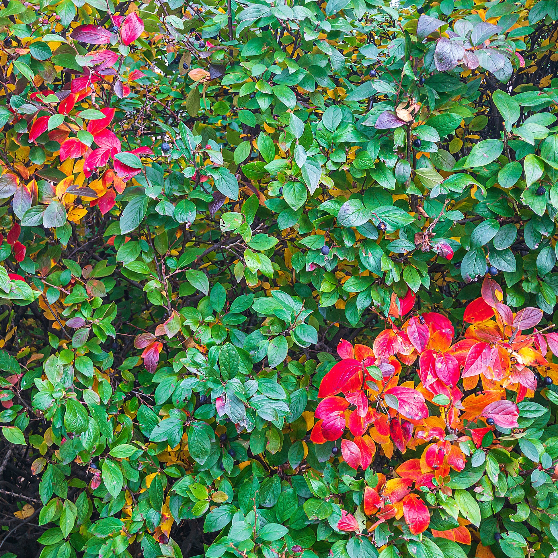 Glanzende dwergmispel - Cotoneaster lucidus - Tuinplanten