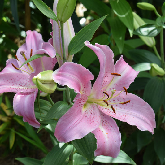 Orientaalse Lelie Josephine (x3) - Lilium orientalis josephine