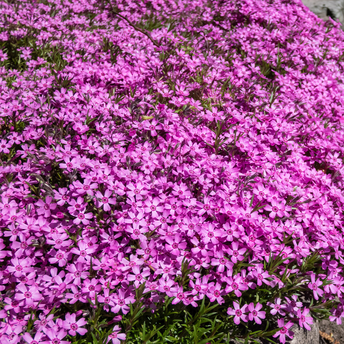 Verkoop Bodembedekkers borderpakket - ca 2 m² - Saponaria ocymoides, Campanula poscharskyana, Sedum acre, Phlox subulata