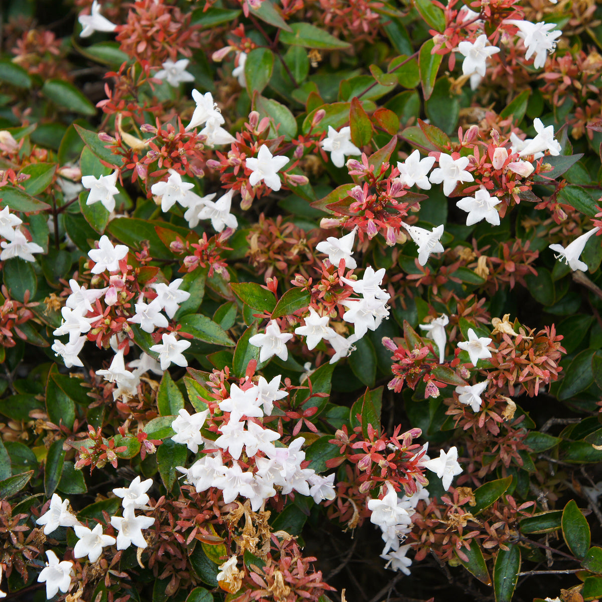 Abelia grandiflora - Grootbloemige abelia - Abelia