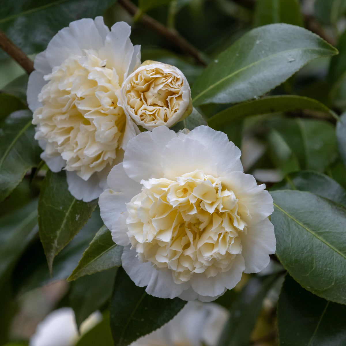 Dubbelbloemige Japanse roos - wit - Camellia japonica Brushfields Yellow - Bakker