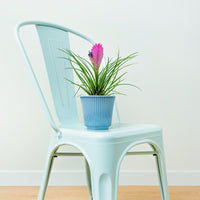 Verkoop Tillandsia cyanea - Tillandsia cyanea