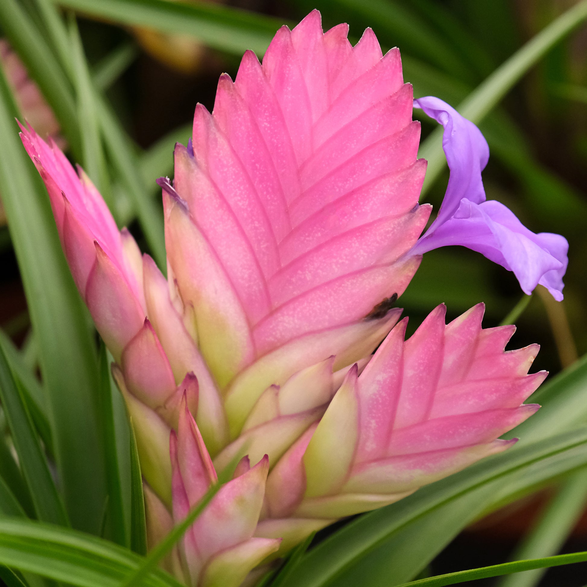 Kamerplanten voor binnen - Tillandsia cyanea - Tillandsia cyanea